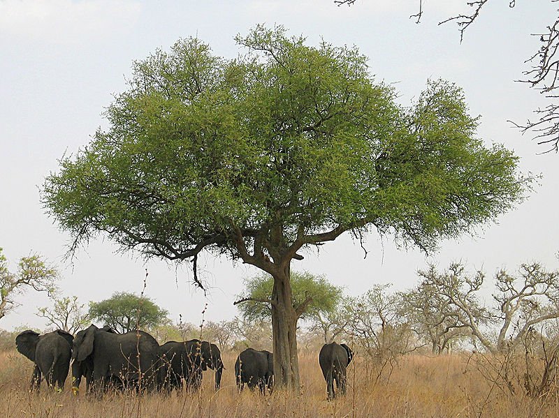 Éléphants_autour_d'un_arbre_dans_le_parc_national_de_Waza_-_Cameroun