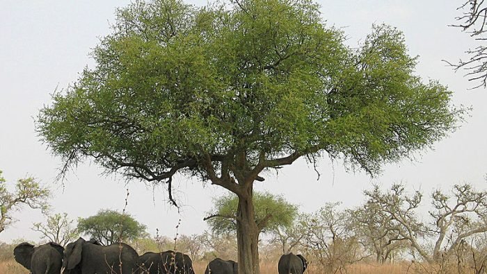 Éléphants_autour_d'un_arbre_dans_le_parc_national_de_Waza_-_Cameroun